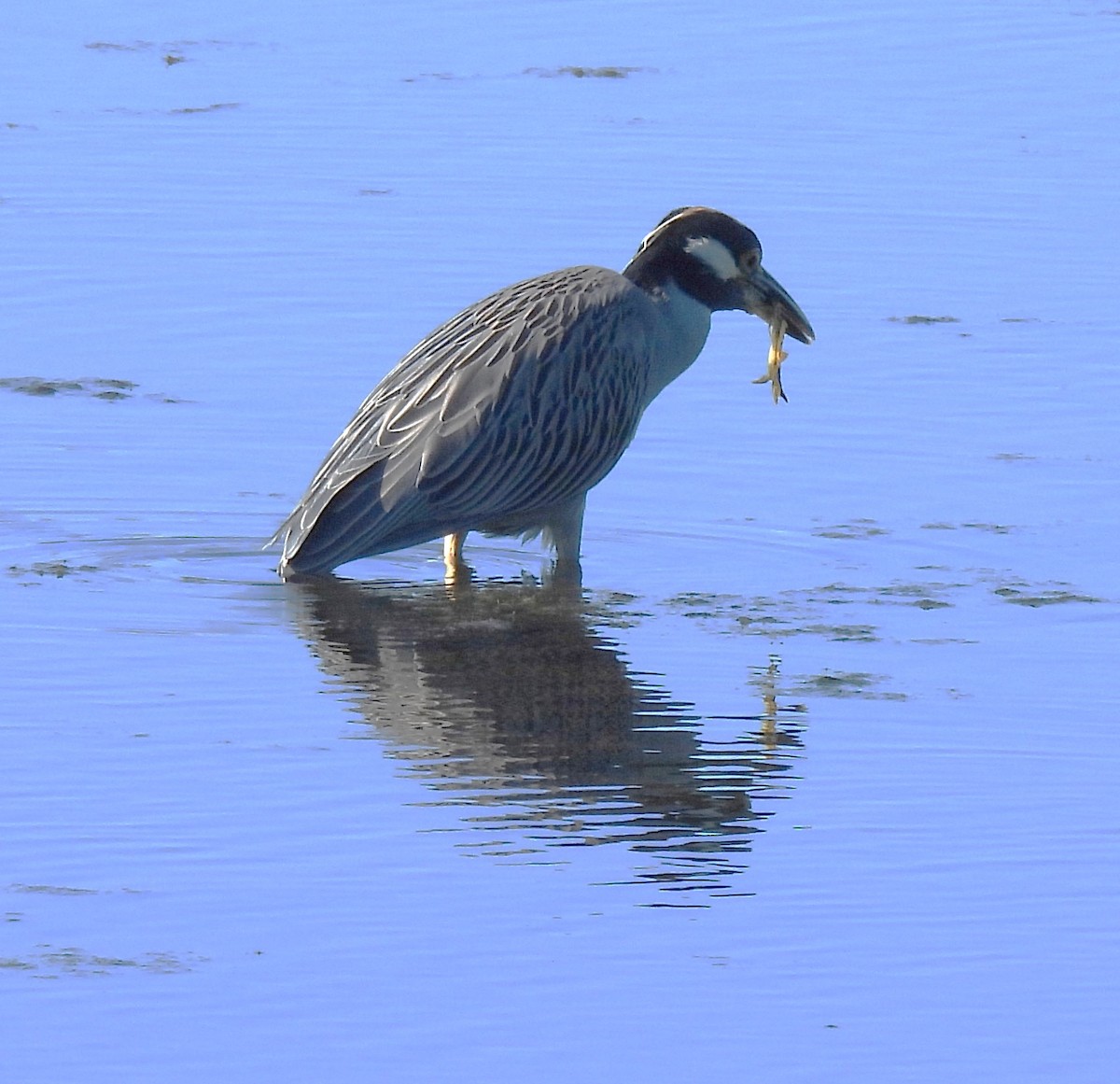 Sarı Tepeli Gece Balıkçılı - ML644797697