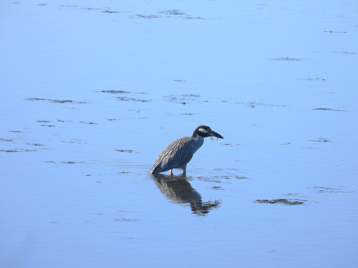 Sarı Tepeli Gece Balıkçılı - ML644797700