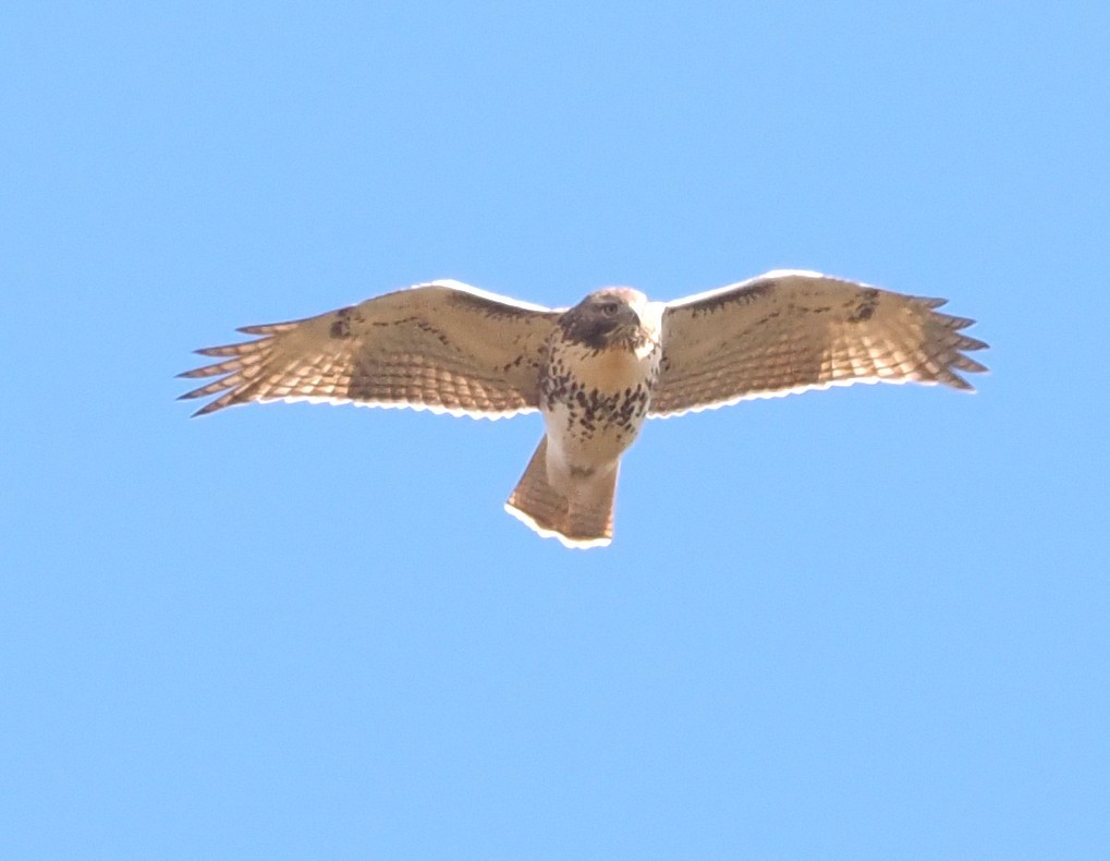 Red-tailed Hawk - ML644797702