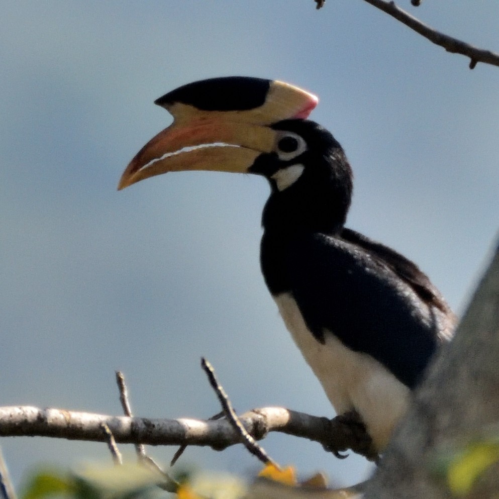 カササギサイチョウ - ML644797726