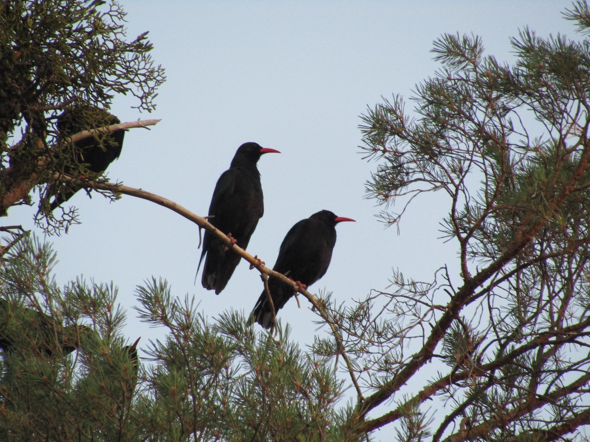 紅嘴山鴉 - ML644797750