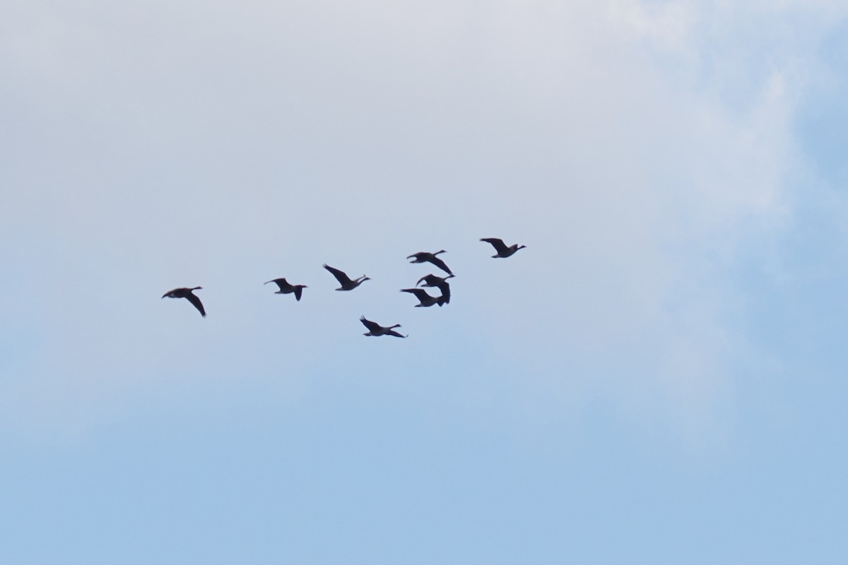 Branta kanadar handia - ML644797753