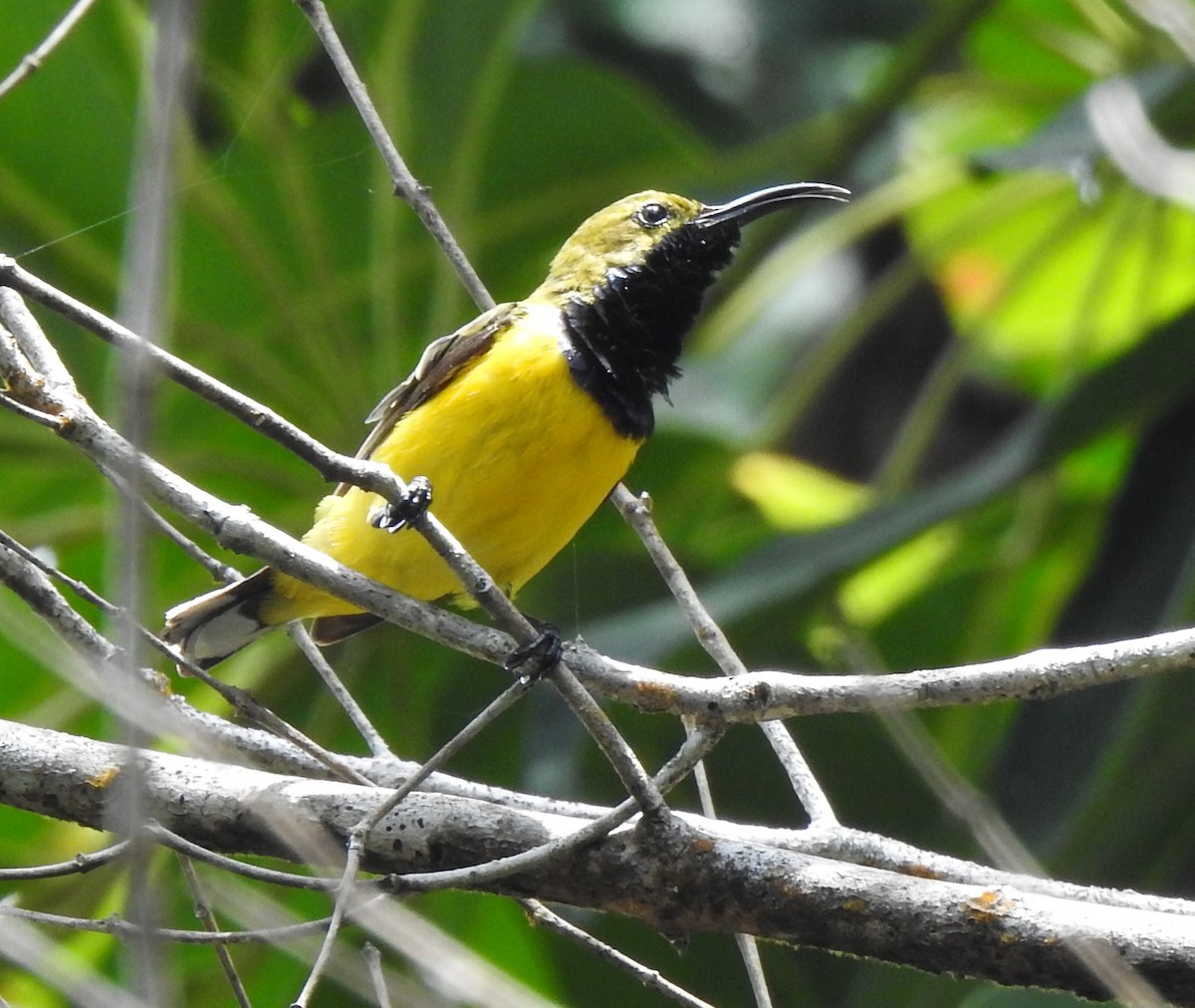 Sahul Sunbird - ML644797767