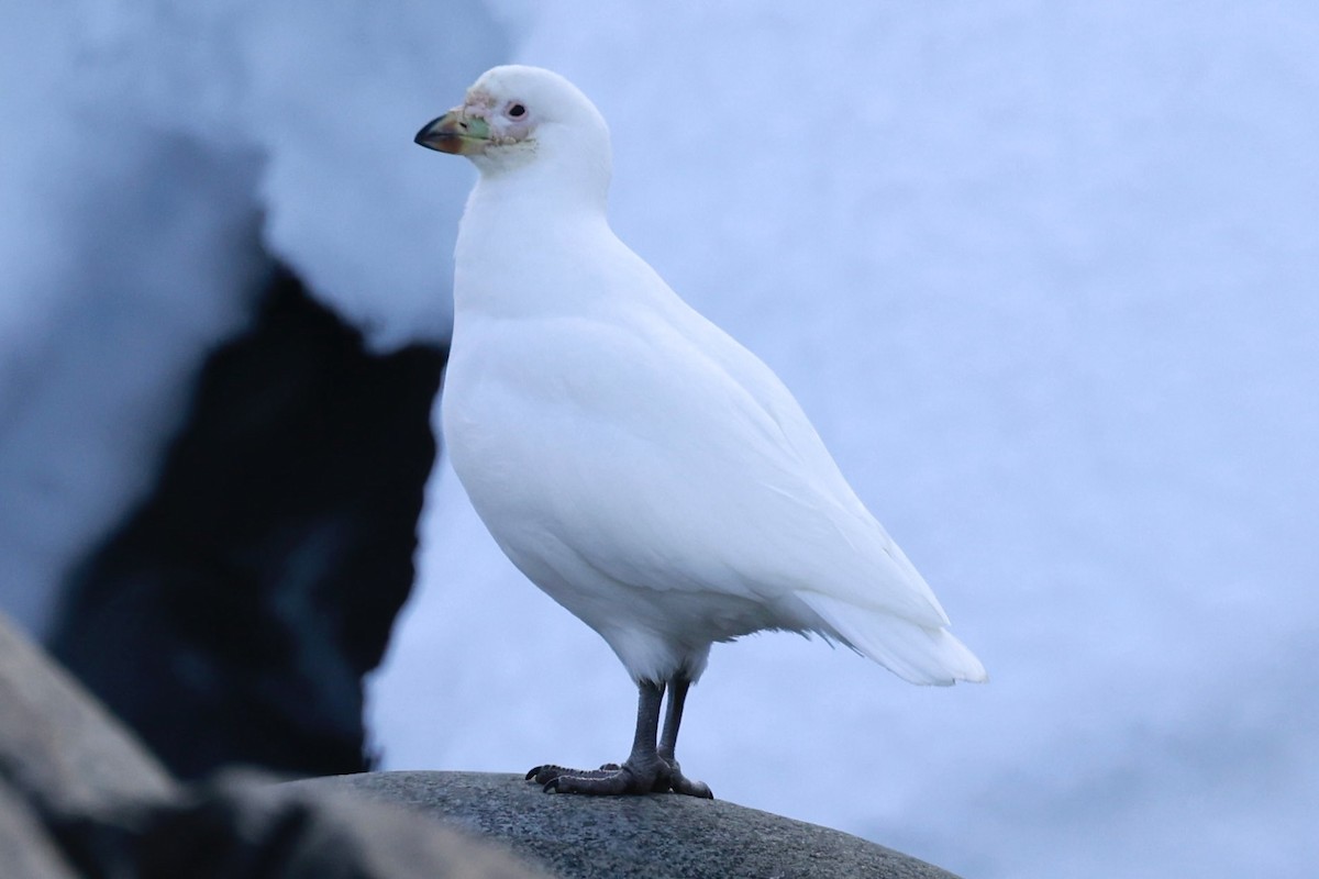 Snowy Sheathbill - ML644797780