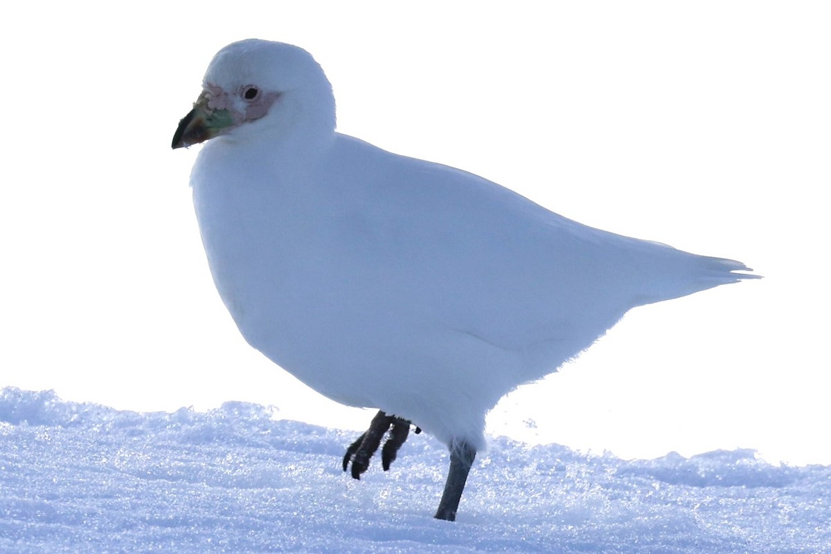 Snowy Sheathbill - ML644797781