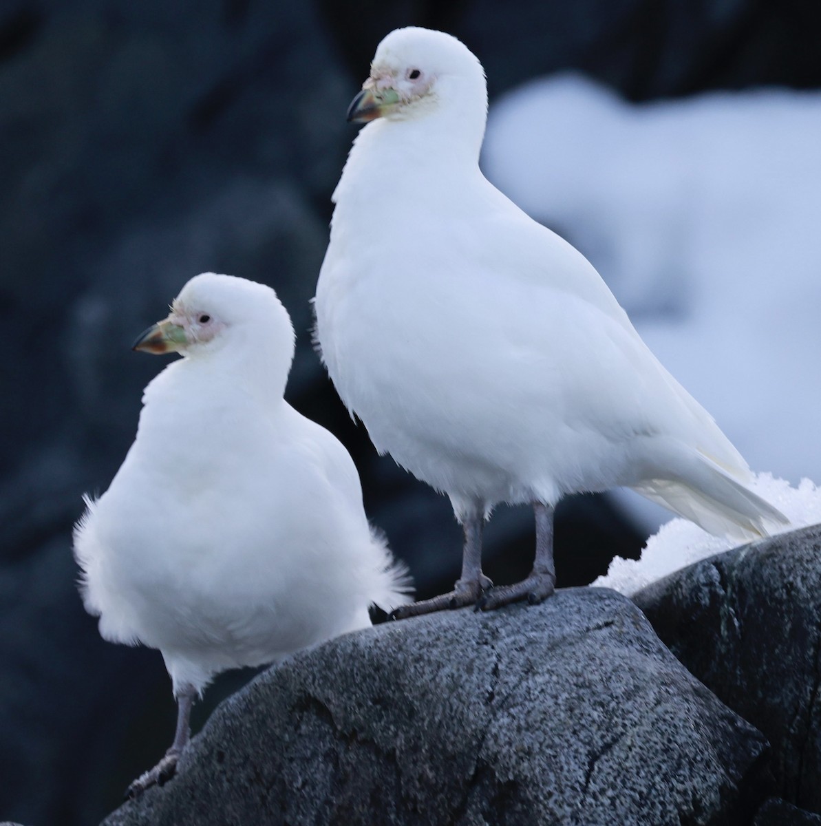 Snowy Sheathbill - ML644797782