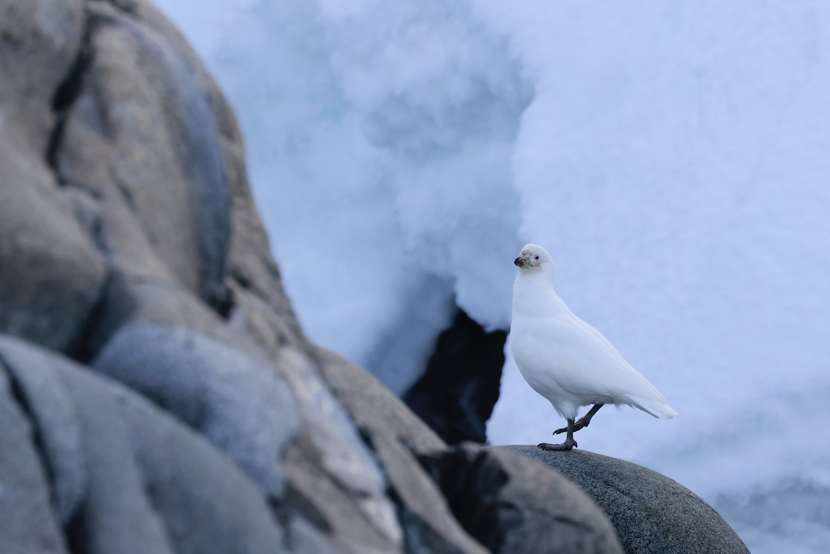 Snowy Sheathbill - ML644797783