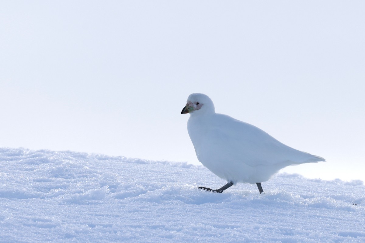 Snowy Sheathbill - ML644797784