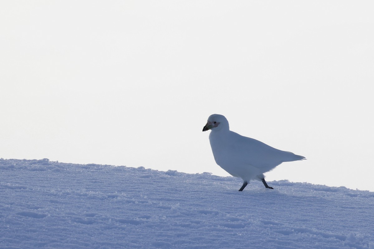 Snowy Sheathbill - ML644797785