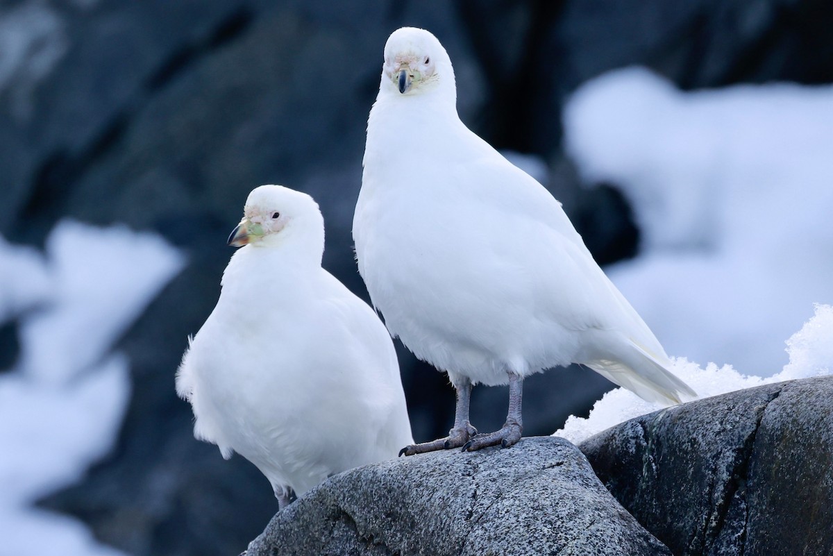 Snowy Sheathbill - ML644797786