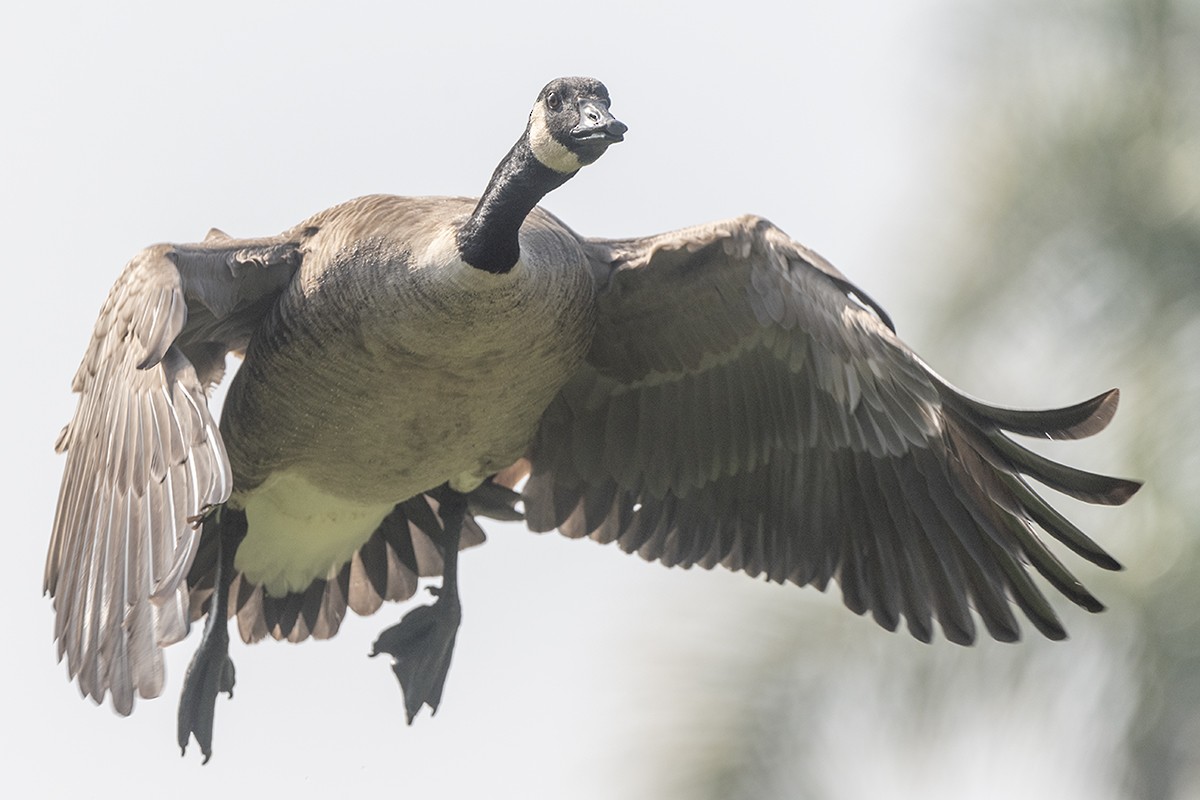 Branta kanadar handia - ML644797793