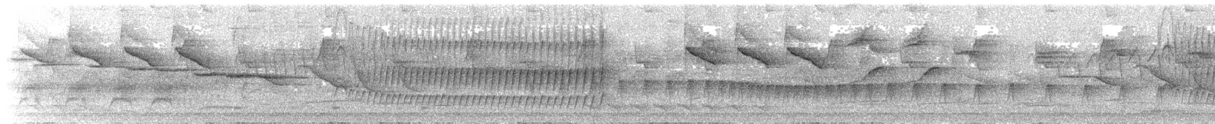 White-throated Spadebill (Eastern) - ML644797814