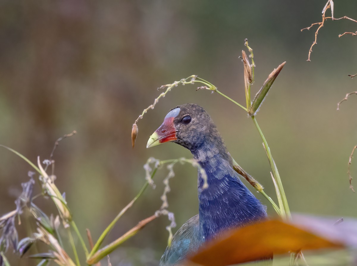 Малая султанка - ML644797849