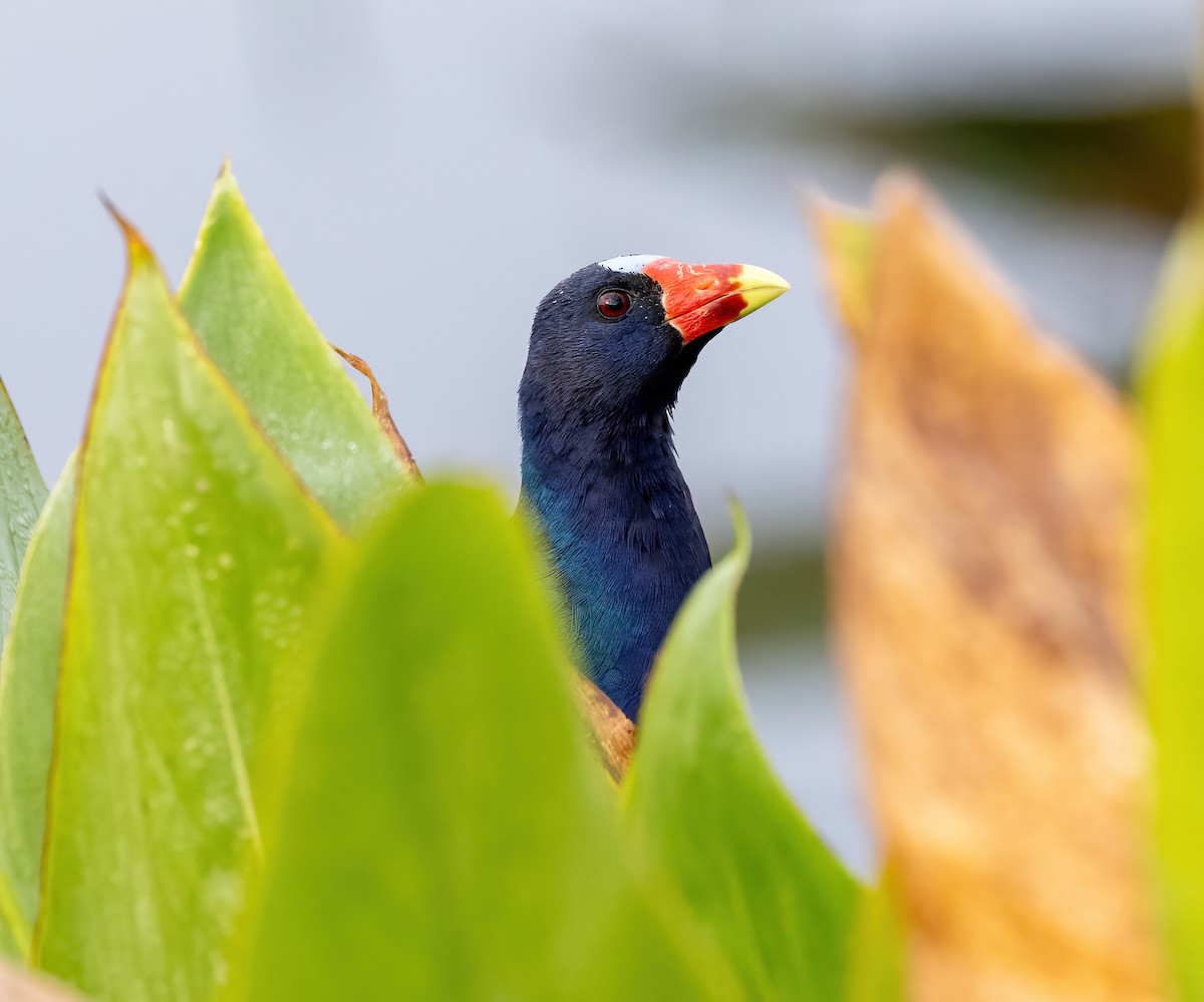 Малая султанка - ML644797850