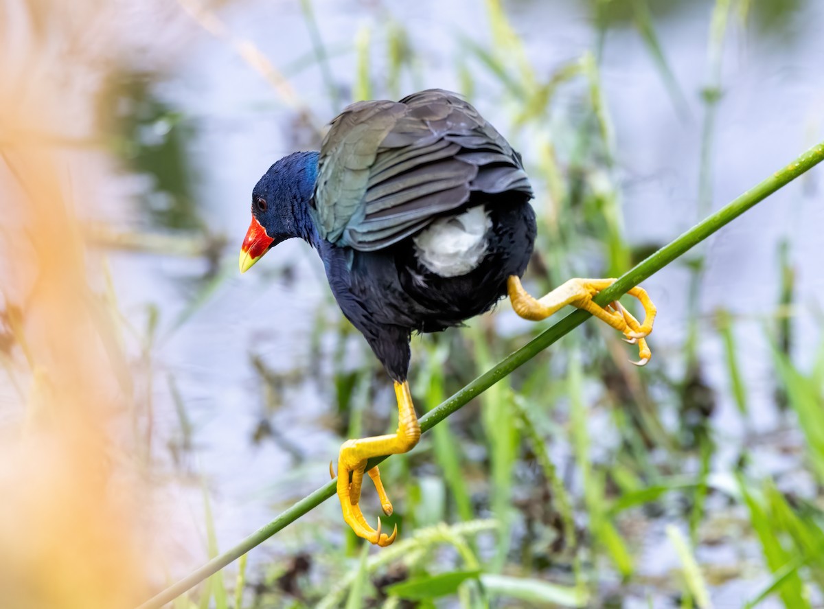 Малая султанка - ML644797851