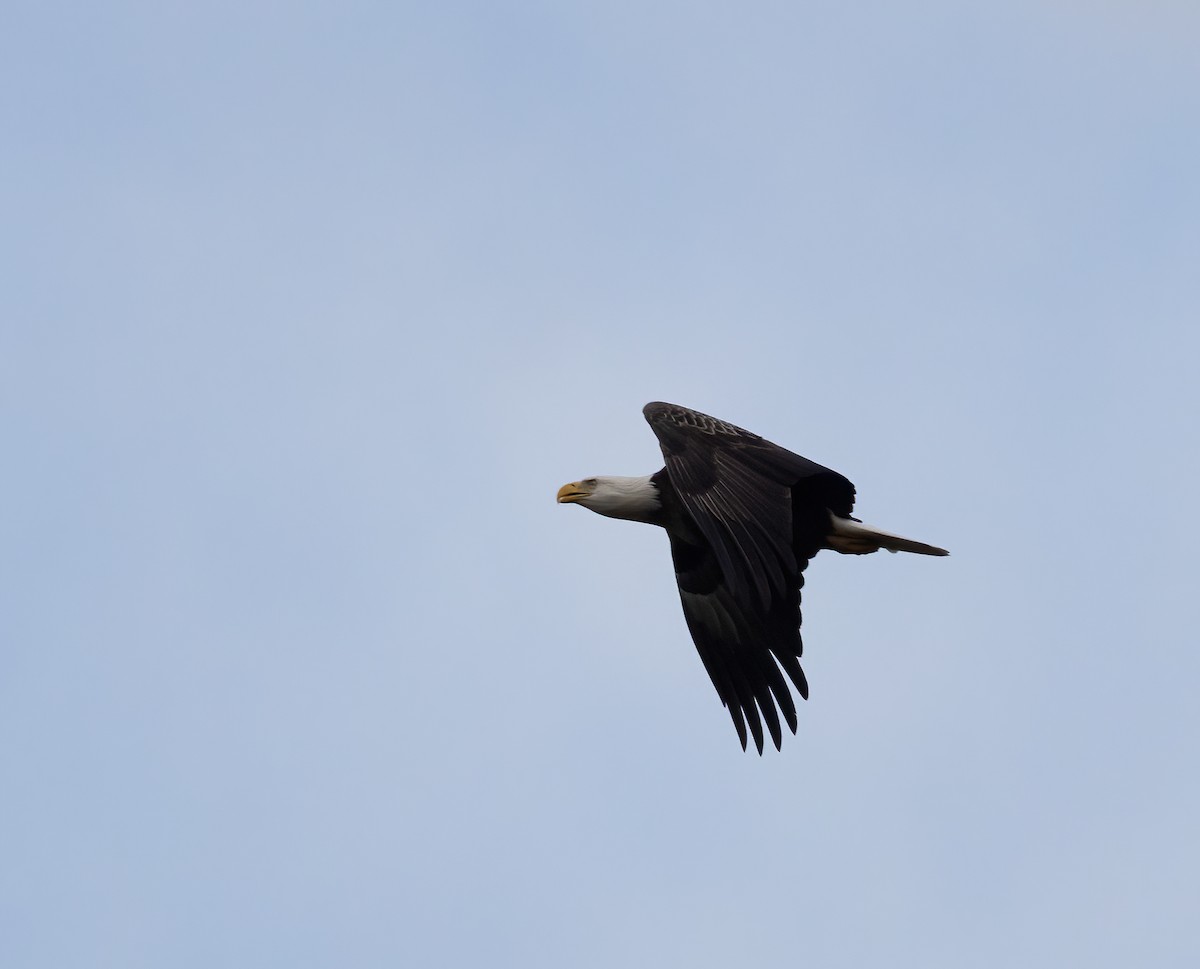 Bald Eagle - ML644797869