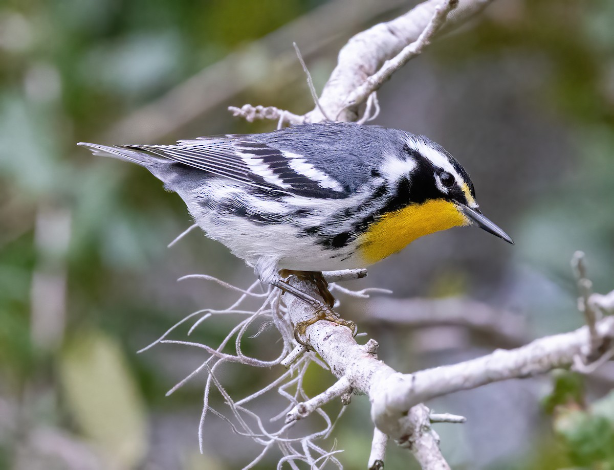 Goldkehl-Waldsänger - ML644797887