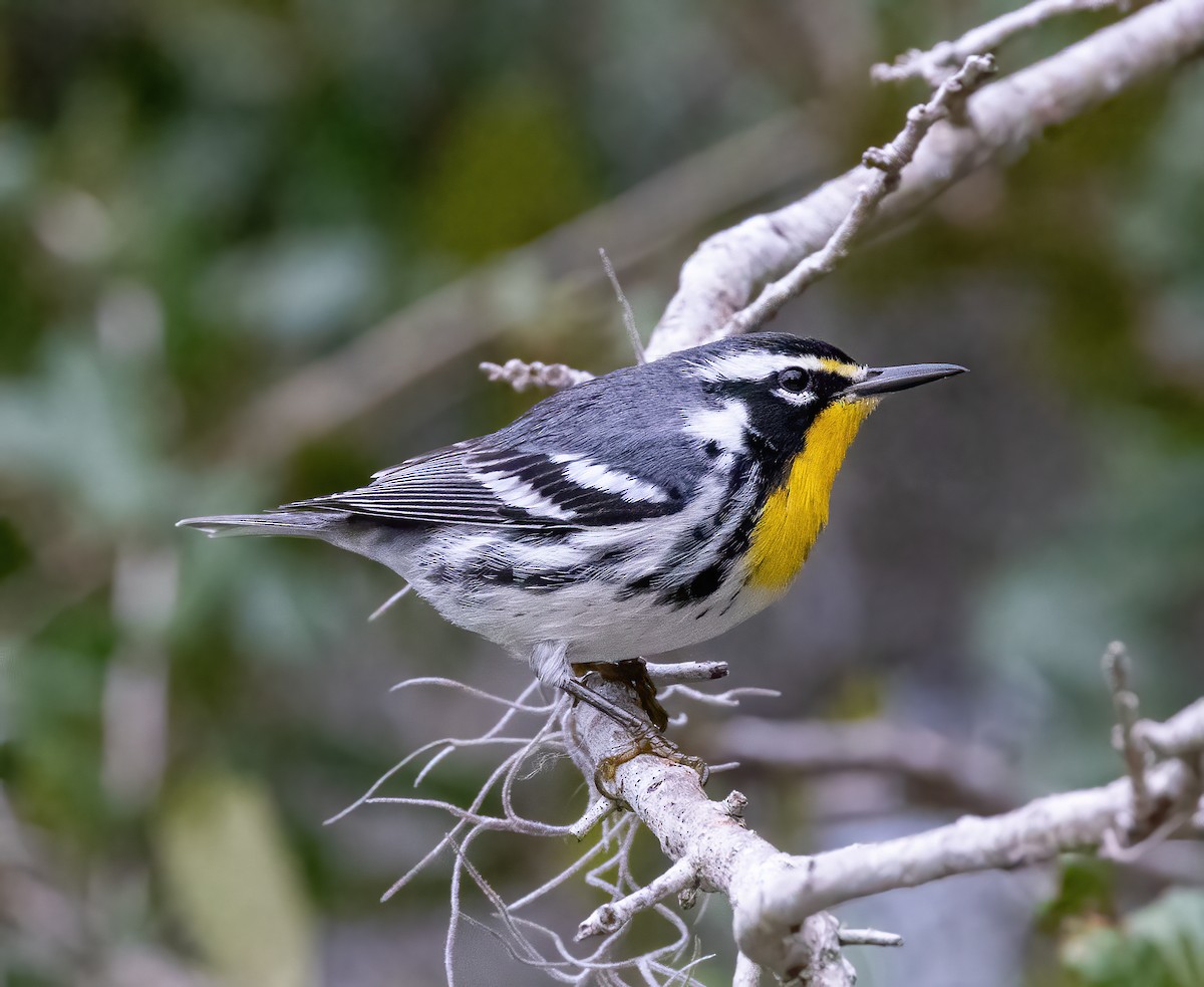 Goldkehl-Waldsänger - ML644797888