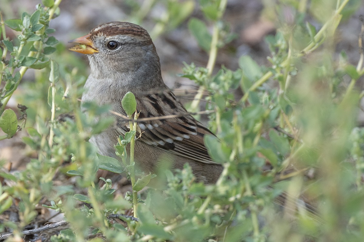 White-crowned Sparrow - ML644797896