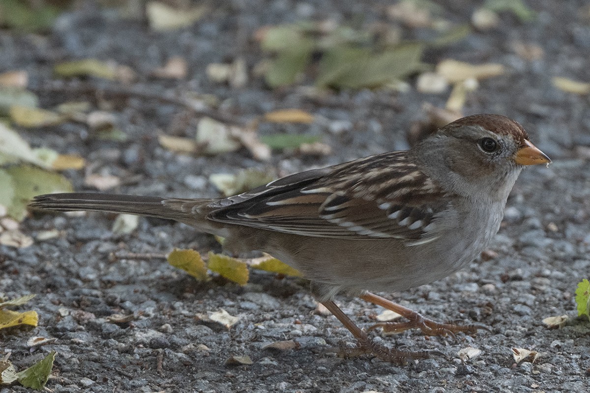 White-crowned Sparrow - ML644797897