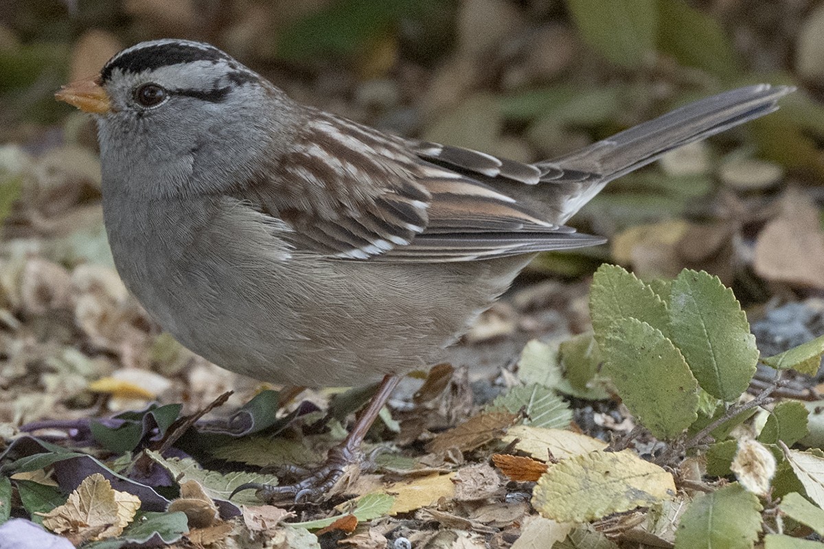 White-crowned Sparrow - ML644797898