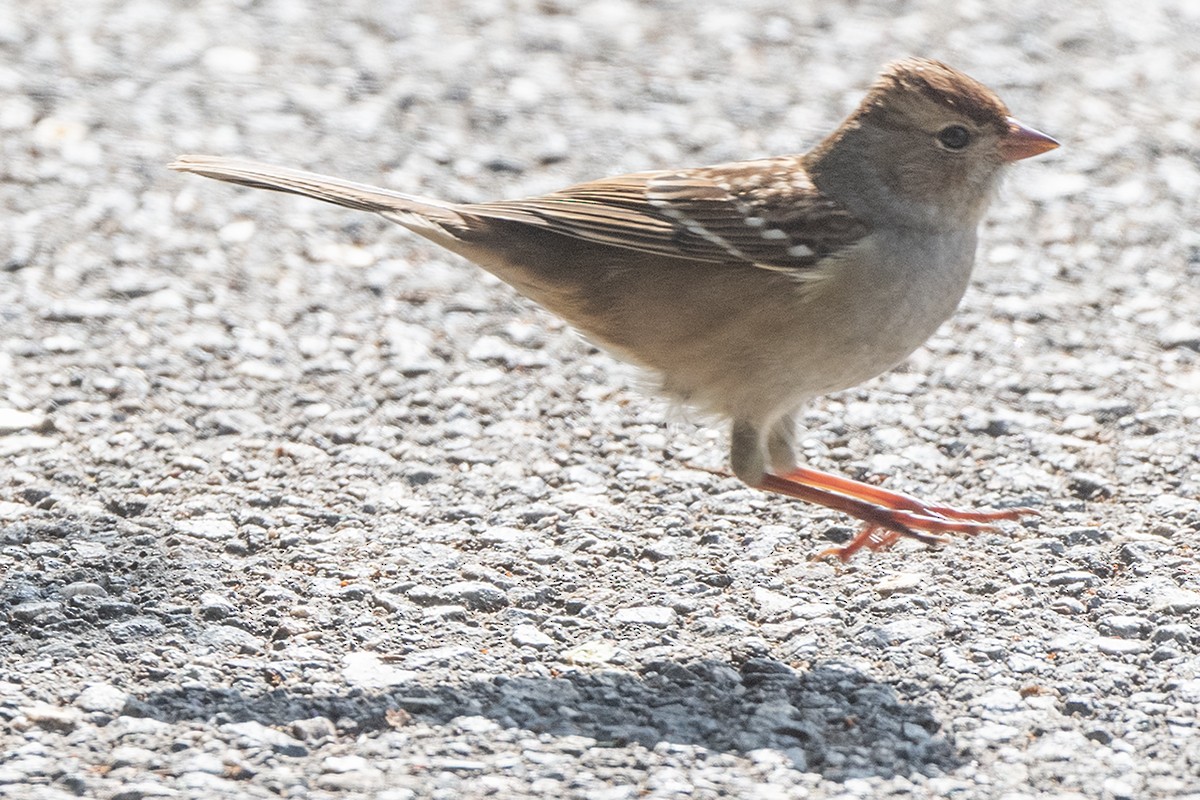 White-crowned Sparrow - ML644797899
