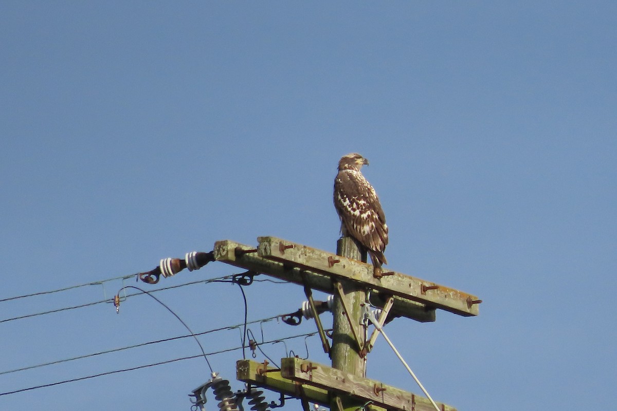 Bald Eagle - ML644797904