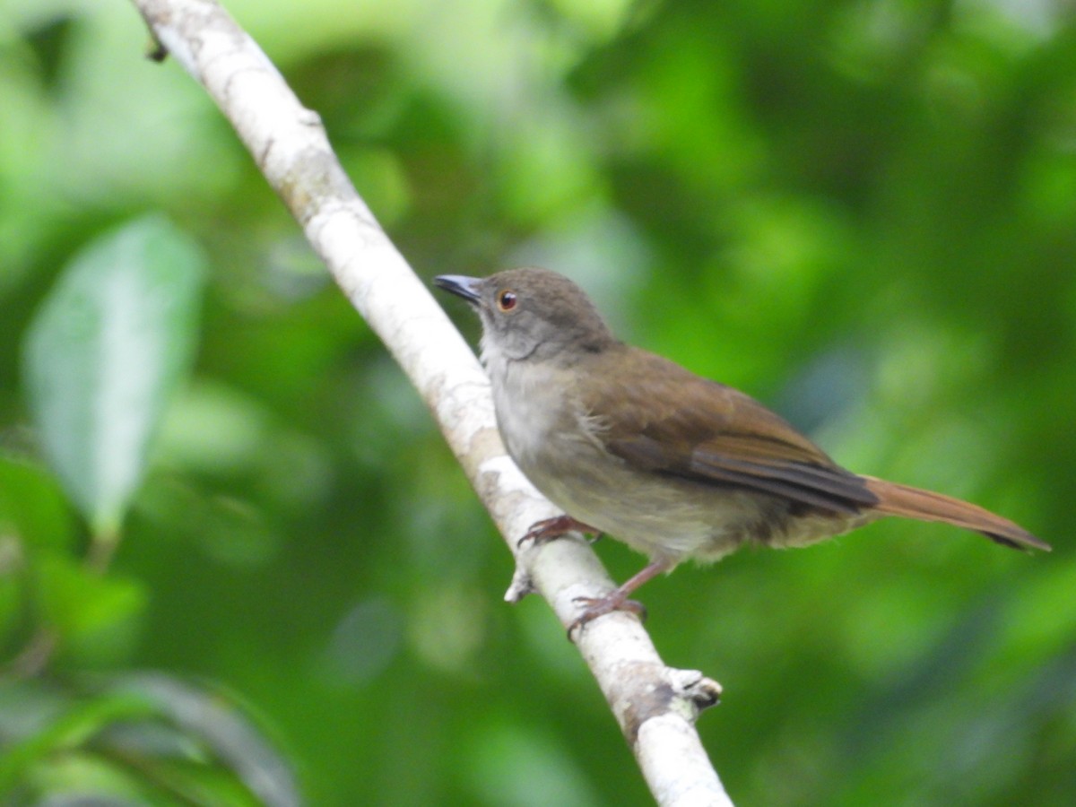 Spectacled Bulbul - ML644797910