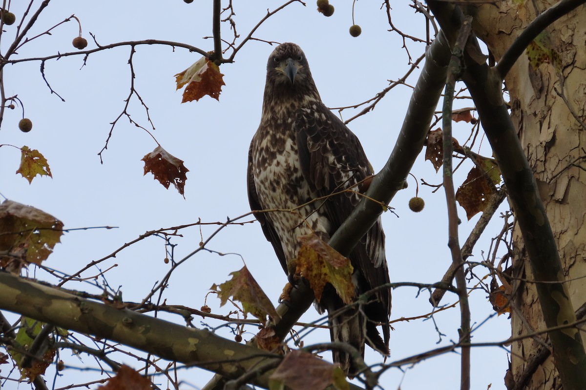 Bald Eagle - ML644797913