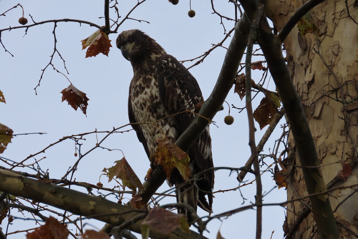 Bald Eagle - ML644797914