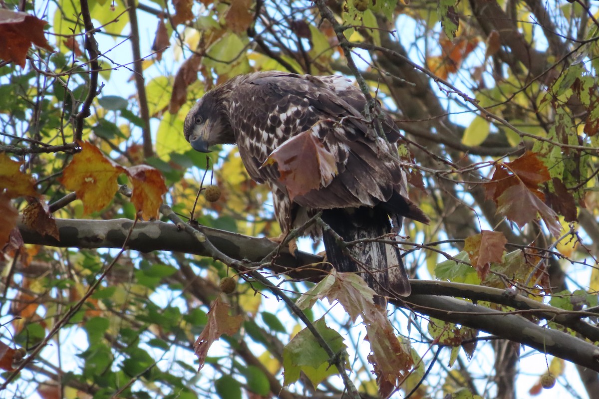 Bald Eagle - ML644797915