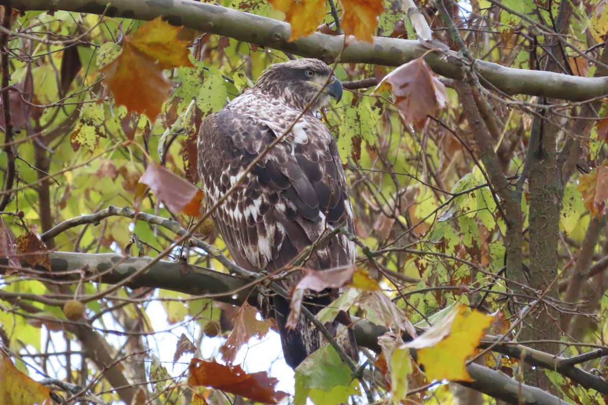 Bald Eagle - ML644797916