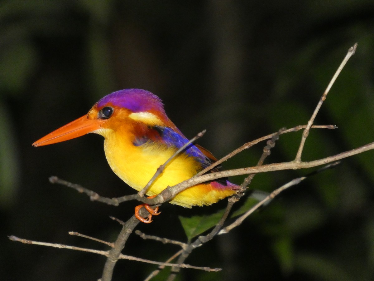 Rufous-backed Dwarf-Kingfisher - ML644797931