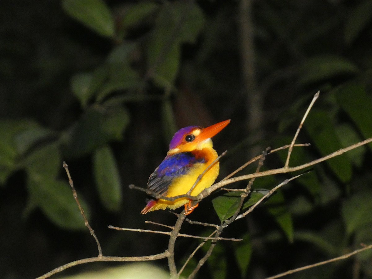Rufous-backed Dwarf-Kingfisher - ML644797932