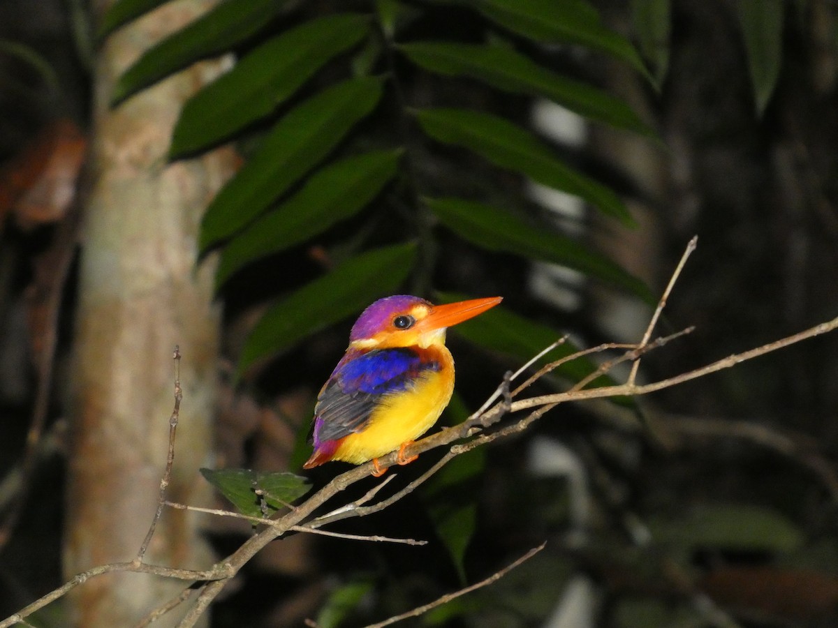 Rufous-backed Dwarf-Kingfisher - ML644797933