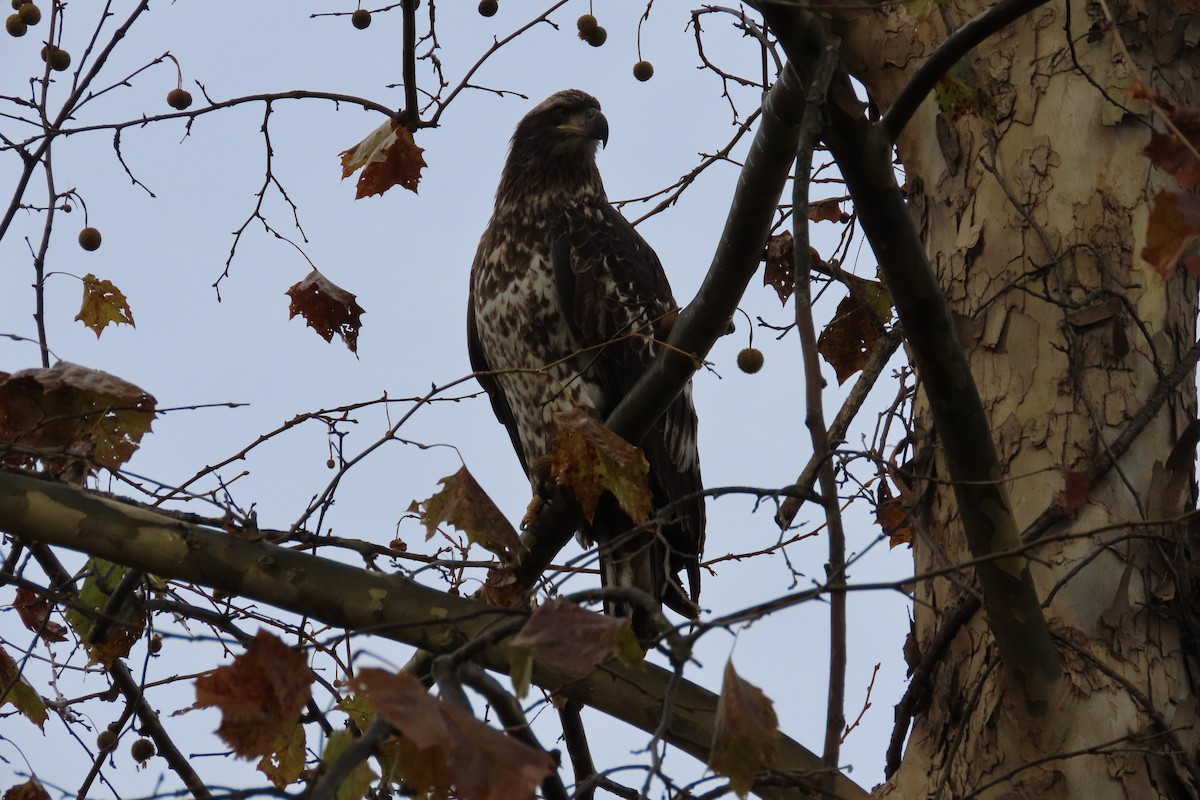 Bald Eagle - ML644797934