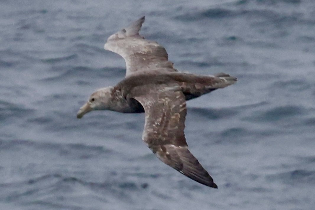Southern Giant-Petrel - ML644797935