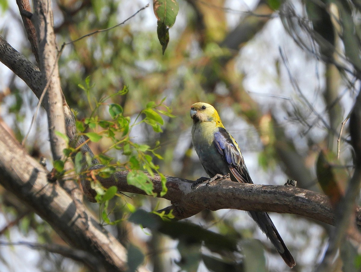 rosela žlutohlavá - ML644797936