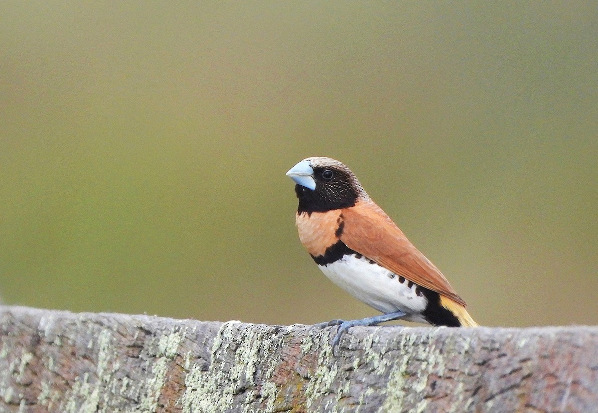 Chestnut-breasted Munia - ML644797937
