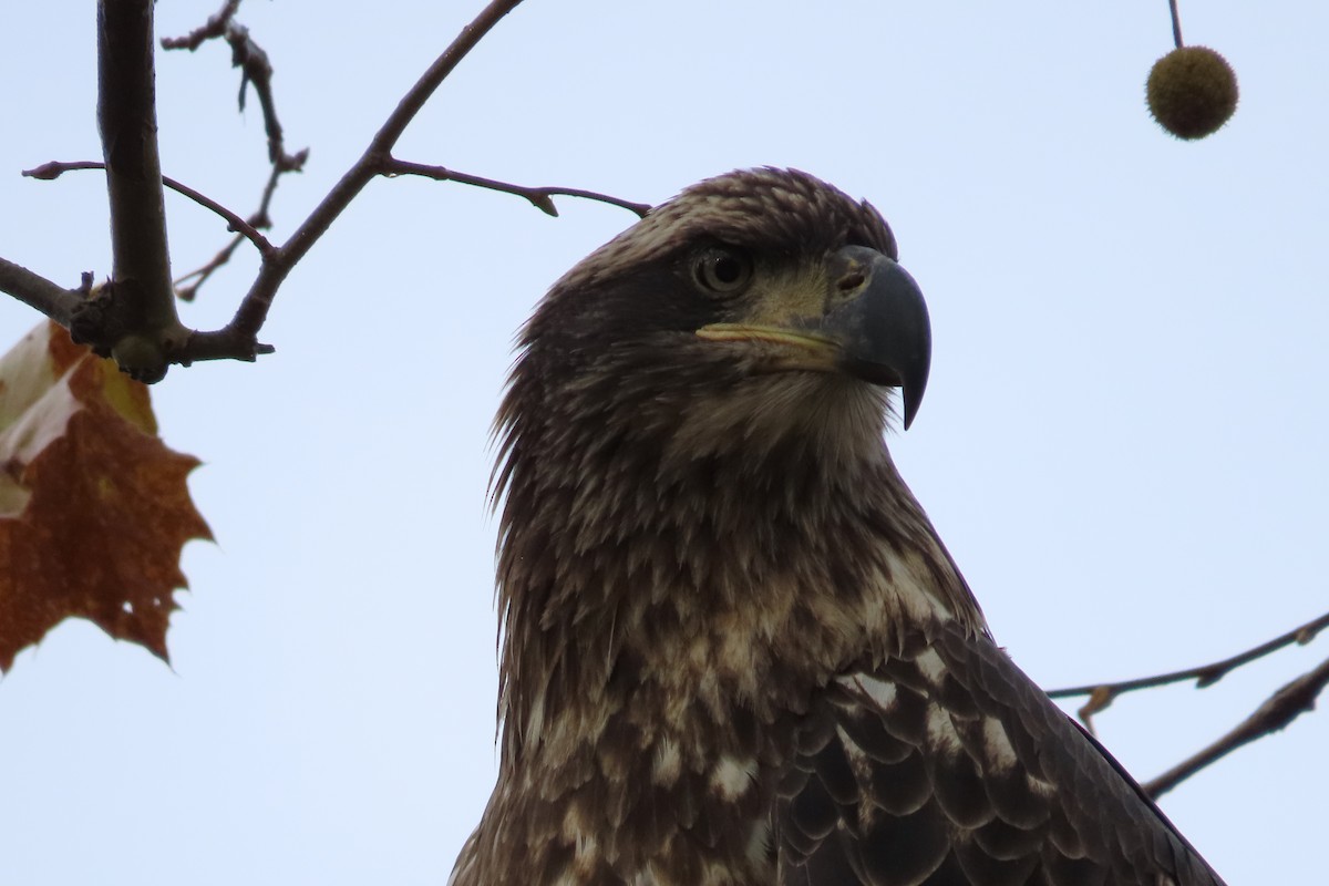 Bald Eagle - ML644797943
