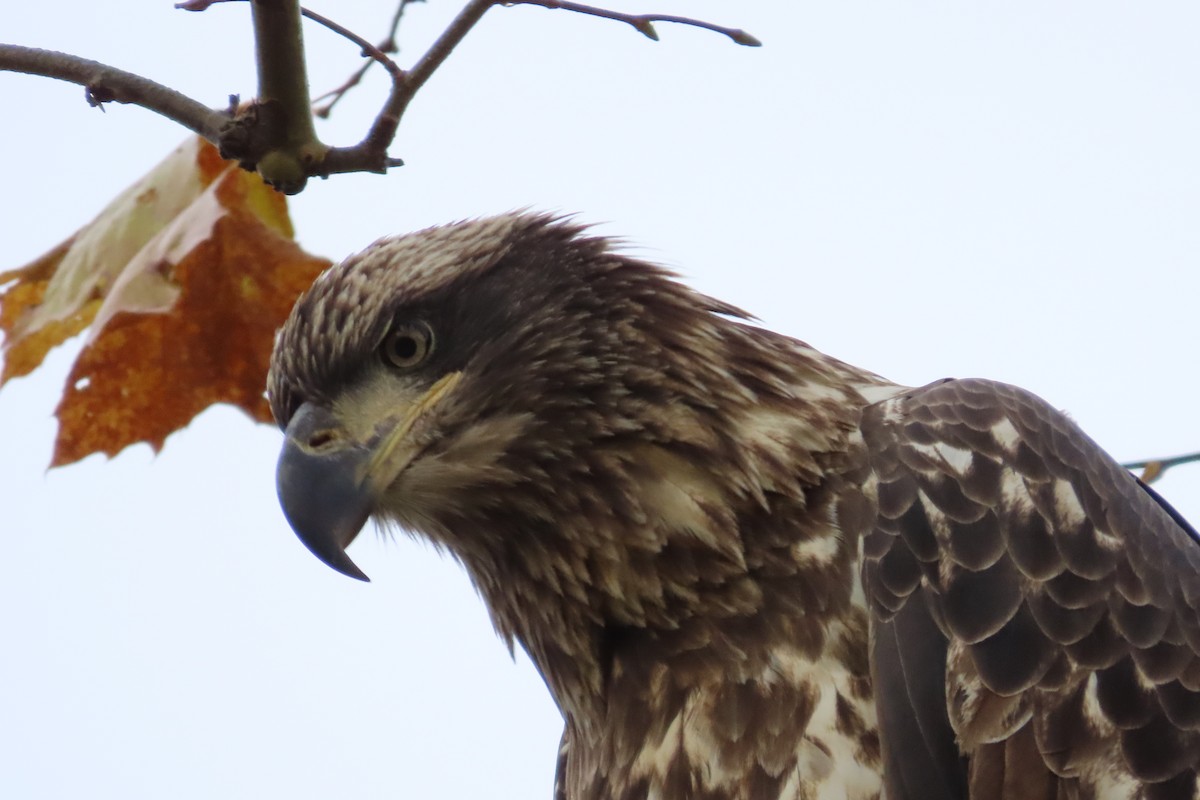 Bald Eagle - ML644797958