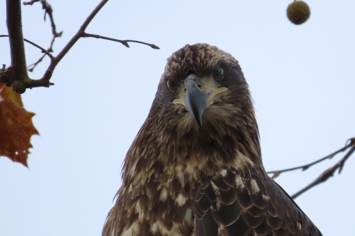 Bald Eagle - ML644797959