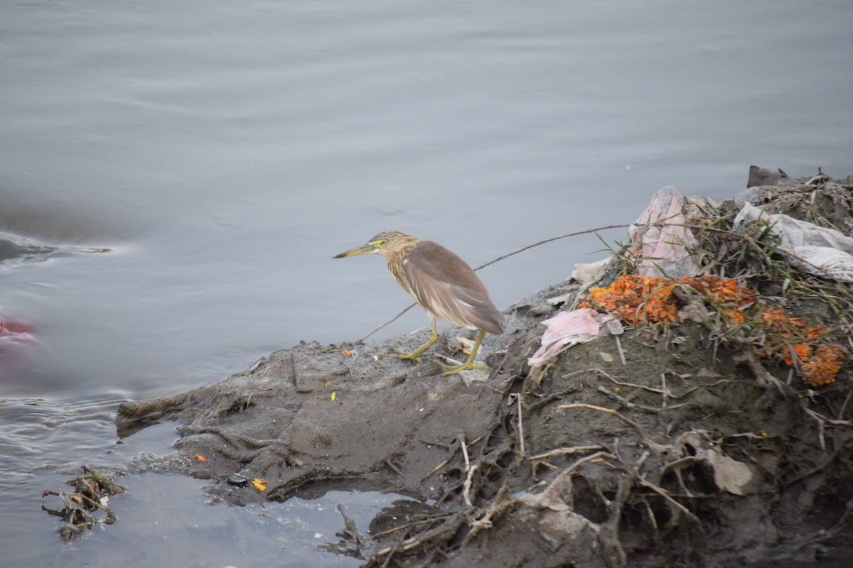 Индийская прудовая цапля - ML644797962