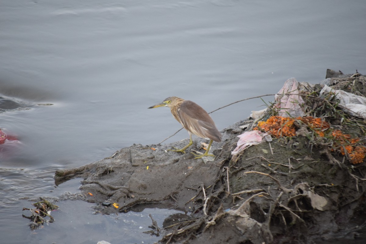 Индийская прудовая цапля - ML644797963