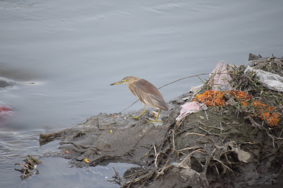 Индийская прудовая цапля - ML644797964