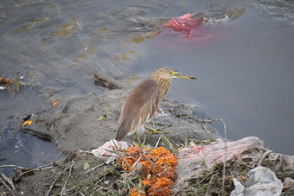 Индийская прудовая цапля - ML644797965