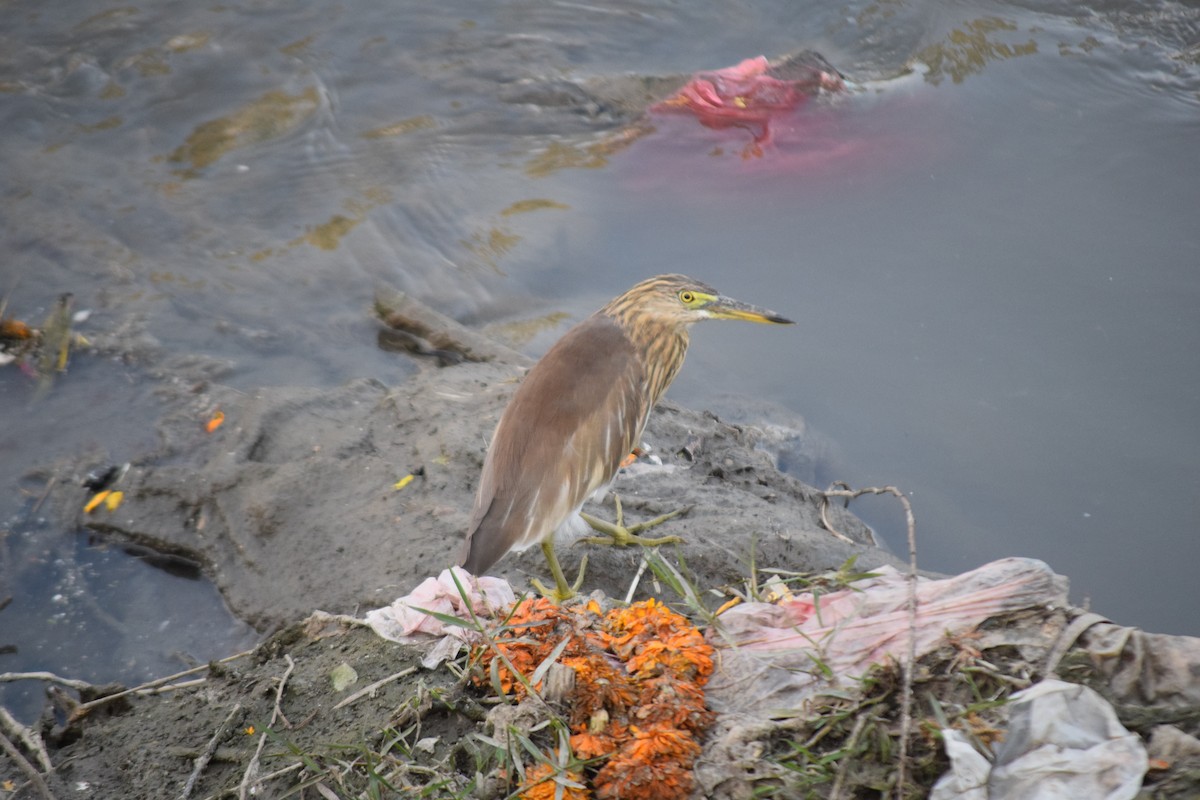 Индийская прудовая цапля - ML644797966