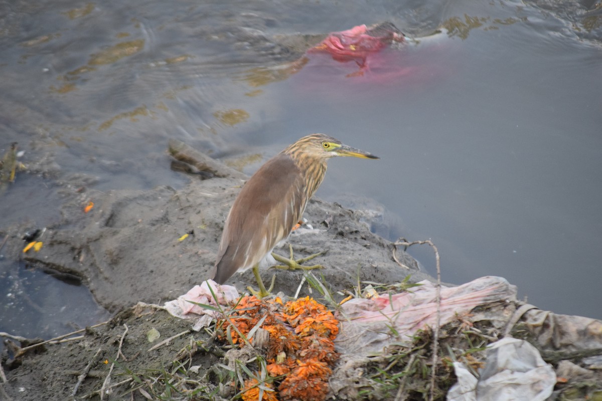 Индийская прудовая цапля - ML644797967