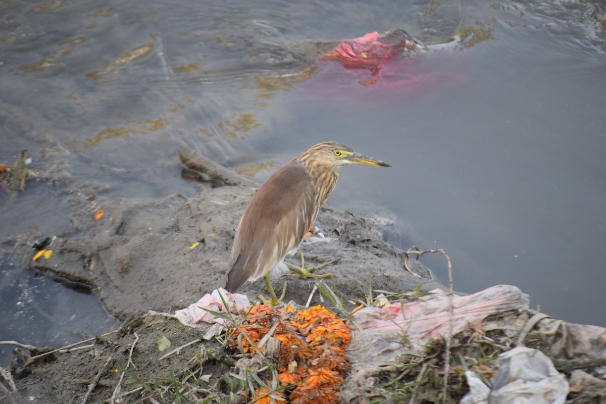 Индийская прудовая цапля - ML644797968