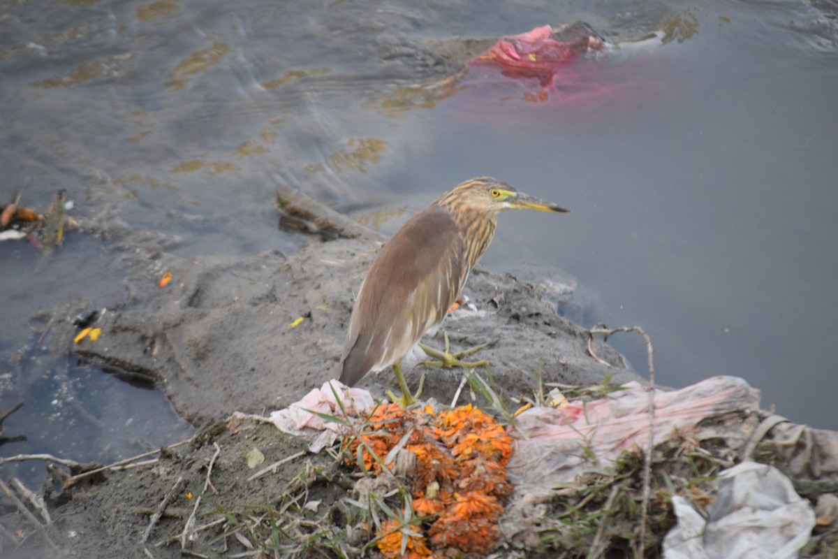 Индийская прудовая цапля - ML644797969